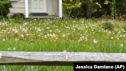 This May 2023 image provided by Jessica Damiano shows a neglected, overgrown property on Long Island, New York. (Jessica Damiano via AP)