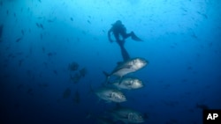 FILE - Bigeye trevally fish swim against the current at Wolf Island, Ecuador, in the Galapagos on June 10, 2024.