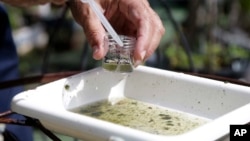 FILE - Evaristo Miqueli, a natural resources officer with Broward County Mosquito Control, takes water samples decanted from a watering jug, checking for the presence of mosquito larvae in Pembroke Pines, Florida, June 28, 2016.