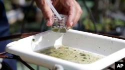 Ảnh tư liệu - Một nhân viên tài nguyên thiên nhiên lấy mẫu nước để kiểm tra sự hiện diện của ấu trùng muỗi ở Pembroke Pines, Florida, ngày 28 tháng 6 năm 2016. 