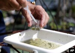 FILE - In this Tuesday, June 28, 2016 file photo, Evaristo Miqueli, a natural resources officer with Broward County Mosquito Control, takes water samples decanted from a watering jug, checking for the presence of mosquito larvae in Pembroke Pines, Fla.