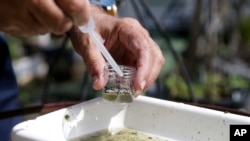 佛罗里达州一名地方郡的卫生官员在收集水样检查蚊子的幼虫。（2016年6月28日）