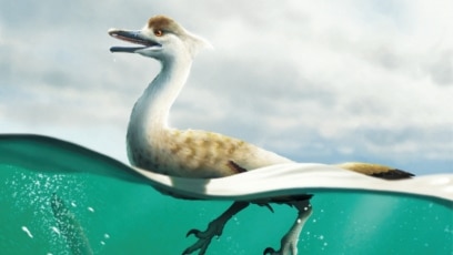 
Goose-necked Dinosaur Was Built Like a Diving Bird
