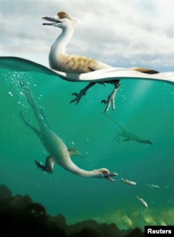 An artist's life reconstruction of the dinosaur Natovenator polydontus, which resembled diving birds and lived about 72 million years ago in what is now the Gobi Desert of Mongolia. (Yusik Choi/Handout via REUTERS)
