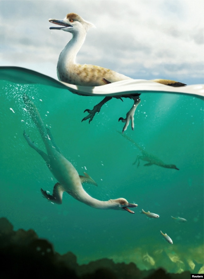 An artist's life reconstruction of the dinosaur Natovenator polydontus, which resembled diving birds and lived about 72 million years ago in what is now the Gobi Desert of Mongolia. (Yusik Choi/Handout via REUTERS)
