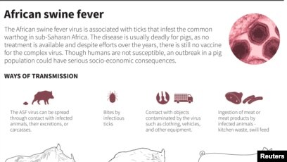 Dịch tả lợn châu Phi (Reuters graphic)