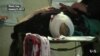 As Fight for Mosul Gains Steam, Gruesome Civilian Casualties Continue