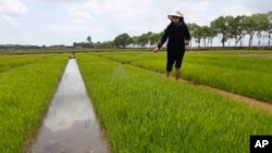 FILE - Farmers manage rice seedlings at the Namsa Co-op Farm of Rangnang District in Pyongyang, North Korea, on May 25, 2021. 