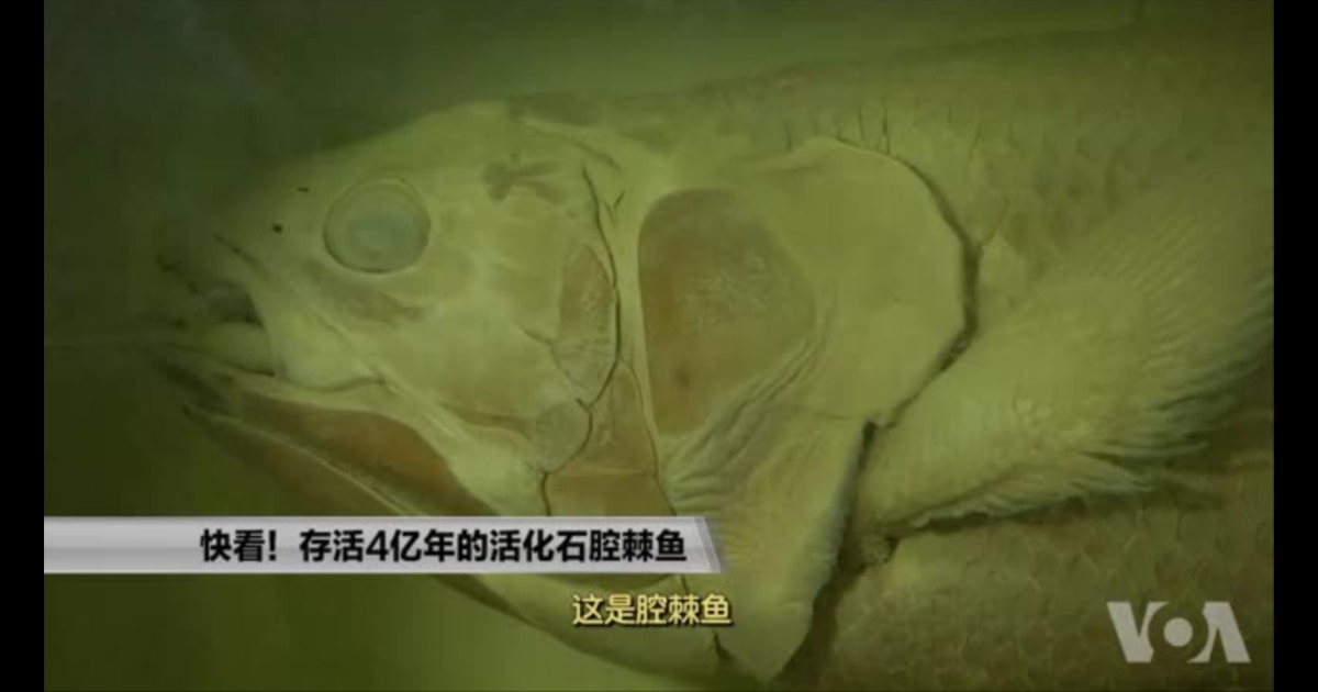 走进美国：快看！存活4亿年的活化石腔棘鱼