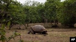 A giant tortoise estimated to be over 100 years old feeds in the highlands on a reserve called Rancho Primicias on Saturday, June 15, 2024, on Santa Cruz, Ecuador in the Galapagos.