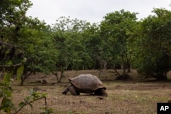 A giant tortoise estimated to be over 100 years old feeds in the highlands on a reserve called Rancho Primicias on Saturday, June 15, 2024, on Santa Cruz, Ecuador in the Galapagos. (AP Photo/Alie Skowronski)