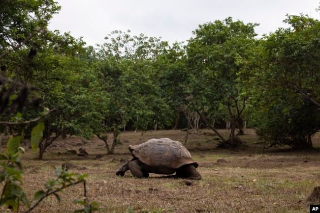 A giant tortoise estimated to be over 100 years old feeds in the highlands on a reserve called Rancho Primicias on Saturday, June 15, 2024, on Santa Cruz, Ecuador in the Galapagos. (AP Photo/Alie Skowronski)