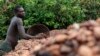 Ivory Coast Tackles Deforestation By Tracking Cocoa