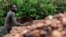 FILE- Farmer Issiaka Ouedraogo arranges cocoa beans, laid out to dry on reed mats, on a cocoa farm outside the village of Fangolo, near Duekoue, Ivory Coast, May 31, 2011.