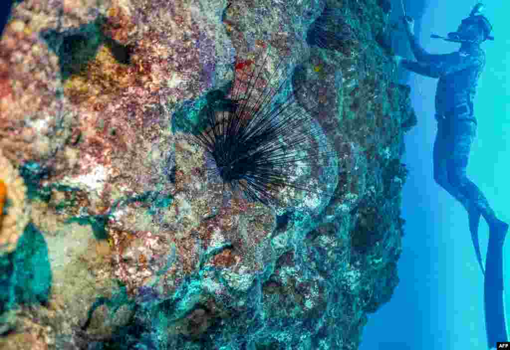 A freediver swims some 17 meters underwater past a Diadema setosum long-spined sea urchin, typically native to Indo-Pacific waters and currently invading the eastern Mediteranean sea, off the shore of Lebanon&#39;s northern coastal city of Qalamun.