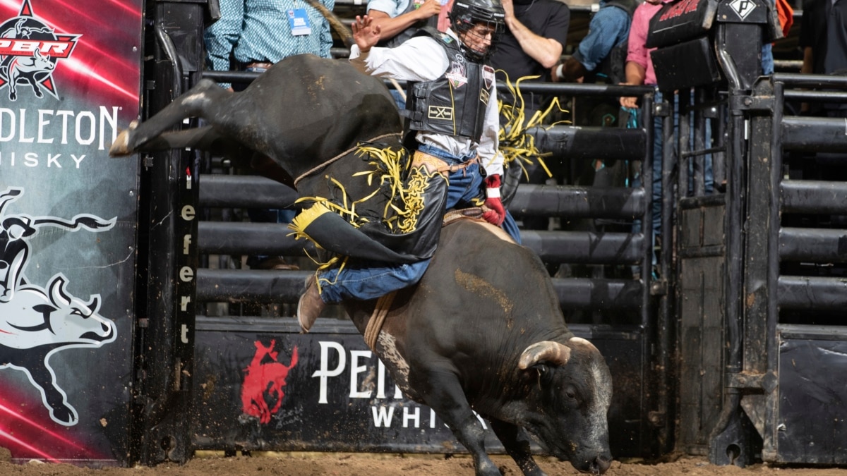 Bahaya dan Sensasi yang Dihadapi Penunggang Banteng Professional