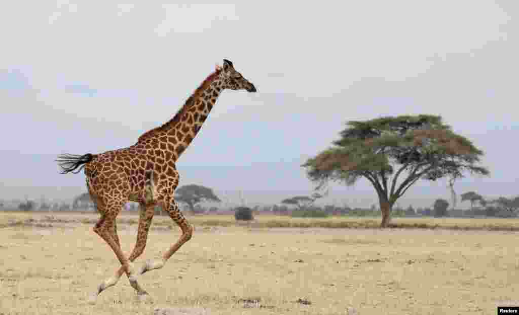 100 Girafas vão sair do Rancho Sango do Save Valley no Zimbabué para o Parque Nacional de Zinave, em Mabote, província de Inhambane