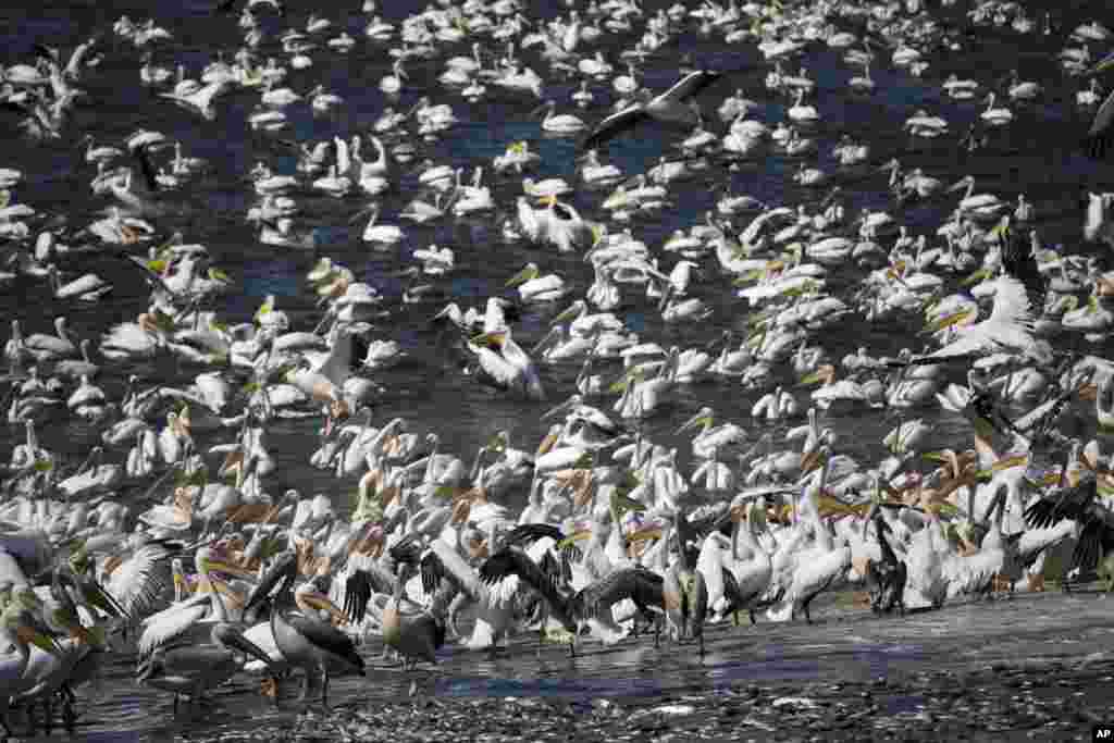 Burung-burung Pelican putih memakan ikan di waduk Mishmar HaSharon, Israel.