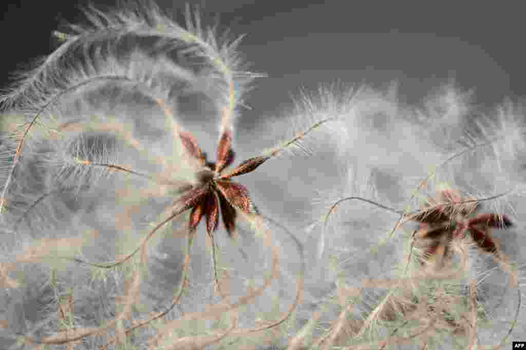 An &quot;Old Man&#39;s Beard&quot; is seen in Bamberg, southern Germany. The plant generally grows hanging from tree branches, resembling gray or greenish hair. 