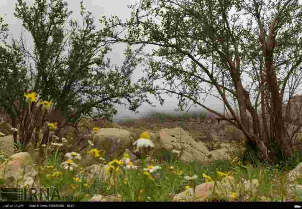 فصل بهار در شهرستان لارستان در جنوب استان فارس عکس: امیر قیومی 