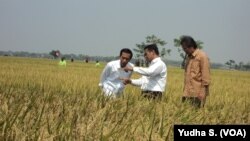 Presiden Joko Widodo dan Menteri Pertanian Amran Sulaiman meninjau panen raya di Sukoharjo, 3 Oktober 2015 (Foto: VOA/Yudha)