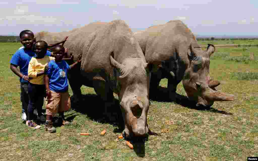 کودکان کینیایی و عکس یادگاری با کرگدن، نجین (راست) و دخترش فاتو تنها دو کرگدن مادۀ زنده در جهان اند که اکنون در پارک ملی لاکیپیا در کینیا نگهداری می&zwnj;شوند &nbsp;