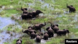 FILE - Mozambican elephants feed amongst the floodwaters of the central districts of Chipanga, Feb. 2001. 