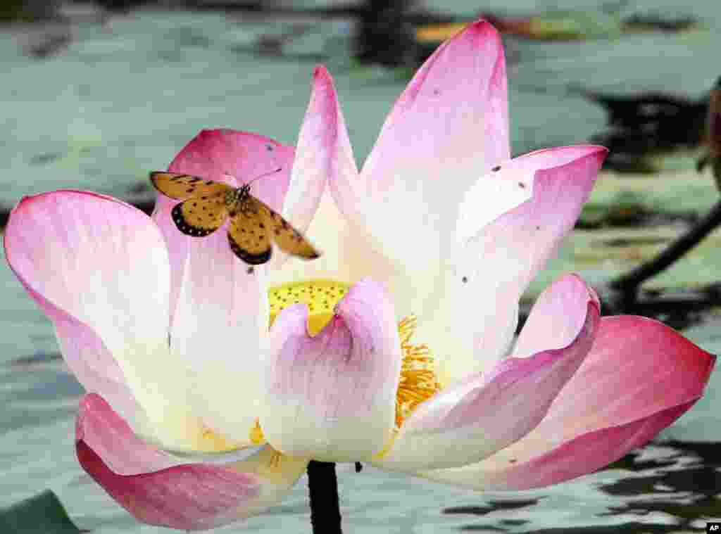 미얀마 네피도의 한 호수에 핀 연꽃 위에 나비가 내려앉았다.