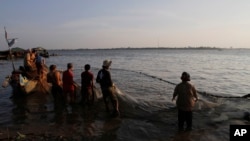Vietnamese fishermen collect catches from the Mekong river near Arey Ksat village on the outskirts of Phnom Penh, Cambodia, Feb. 6, 2014.