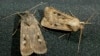 Australian bogong moths rest on a piece of material in Sydney Oct. 28, 2003.