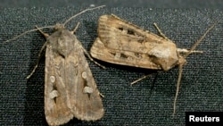 Australian bogong moths rest on a piece of material in Sydney Oct. 28, 2003.