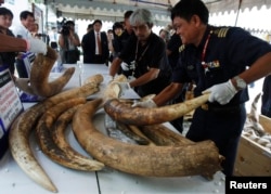 Customs officers arrange confiscated elephant tusks at the customs department in Bangkok, Thailand, January 6, 2011.
