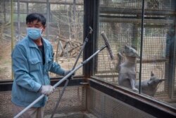 Anjing Meksiko tak berbulu menggonggong saat petugas membersihkan kandangnya di Kebun Binatang Beijing, China, di tengah pandemi COVID-19, 24 Maret 2020. (AP Photo / Mark Schiefelbein)