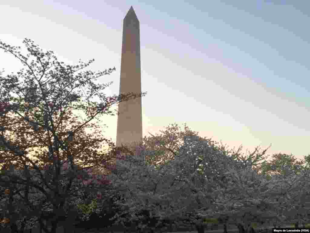 Cerejeiras em flor no Monumento de Washington, capital federal dos Estados Unidos da América.