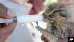 چیتے کے نومولود بچوں کو نئی زندگی مل گئی
