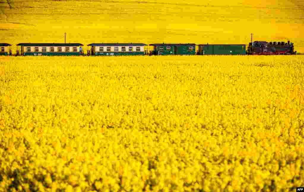 Sebuah kereta api tahun 1953 membawa penumpang melewati perkebunan yang dipenuhi bunga rapa di Posewald, Pulau Ruegen, Jerman utara.