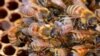 Artificial Insemination Could Breed Better Bee 