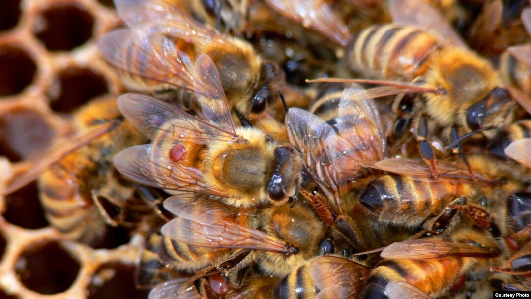 Beekeepers want to keep the parasitic varroa mite, the little brown spot seen on the bee, out of their hives. (BugMan50 Brad Smith, Creative Commons)
