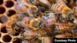 Peternak lebah ingin menyingkirkan kutu parasit varroa, titik kecil berwarna coklat yang tampak pada lebah, dari sarang lebah (foto: BugMan50 Brad Smith, Creative Commons)