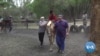 Horses Aid in Therapy for Some With Disabilities in Zimbabwe