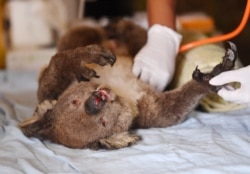 Veterinarians and volunteers treat koalas at Kangaroo Island Wildlife Park on Kangaroo Island, Australia, Jan. 10, 2020.