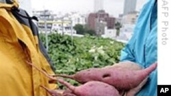 มันเทศสีส้มอาจช่วยแก้ปัญหาขาดวิตามินเอในประเทศกำลังพัฒนา