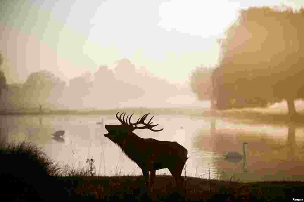 在英国伦敦的公园，一只红鹿（red deer）站立在在清晨的薄雾中（2018年10月10日）。