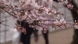 Washington Blooming with Cherry Blossoms