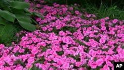 This image provided by Ball Horticultural shows a bed of Bounce "Pink Flame" impatiens growing in a garden bed. (Ball Horticultural via AP)