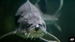 A sturgeon is seen in an aquarium in the Danube river port city of Tulcea, Romania on May 17, 2011.