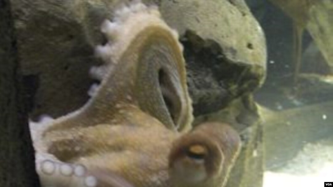 Paul "the Psychic Octopus", di aquarium Oberhausen, Jerman.