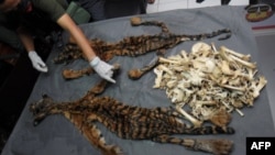 FILE - The skins and bones of two young tigers are shown during a press conference in Banda Aceh, March 21, 2016.