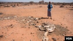 FILE - Mohamed Aden Guleid looks at one of his camels on which succumbed to drought in Somaliland region of Somalia, Feb. 9, 2017. (VOA/Jason Patinkin) 