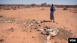 FILE - Mohamed Aden Guleid looks at one of his camels that succumbed to drought in the Somaliland region of Somalia, Feb. 9, 2017. (J. Patinkin/VOA) 